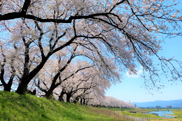 観光情報：足羽川の桜並木1