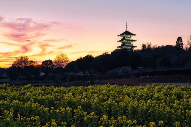 観光情報：備中国分寺五重塔と菜の花