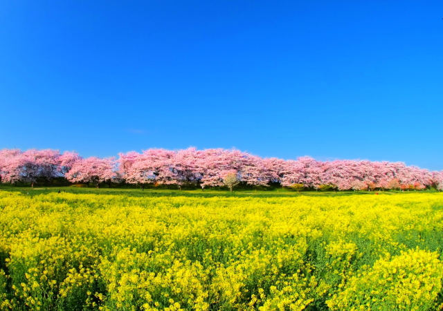 観光情報：権現堂公園の桜・菜の花