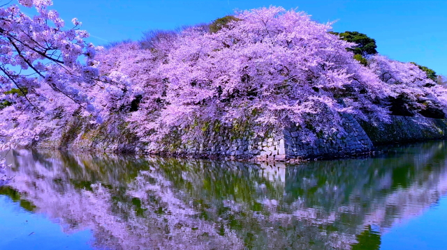 観光情報：彦根城の桜