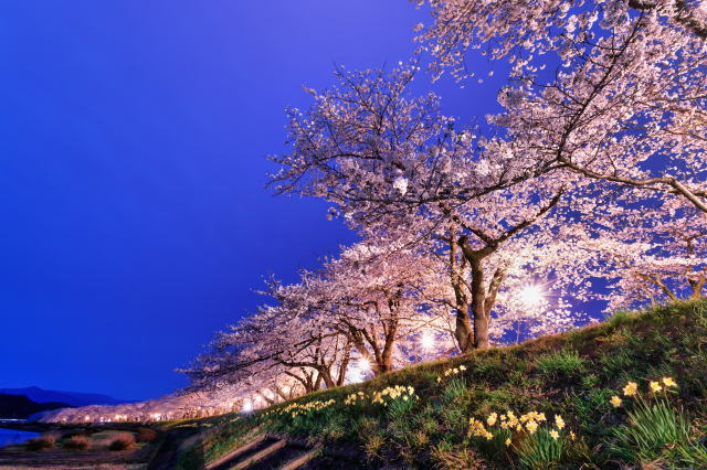 観光情報：桧木内川堤の桜1