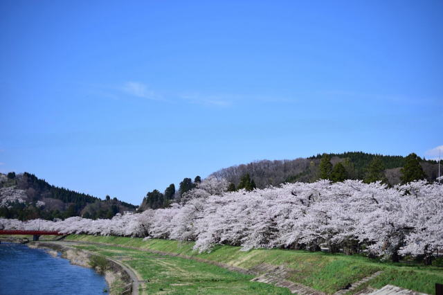 観光情報：桧木内川堤の桜2