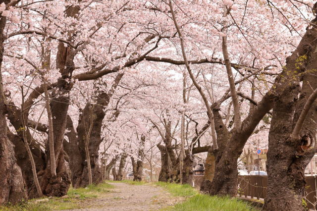 観光情報：桧木内川堤の桜3