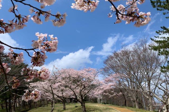 観光情報：能代公園1