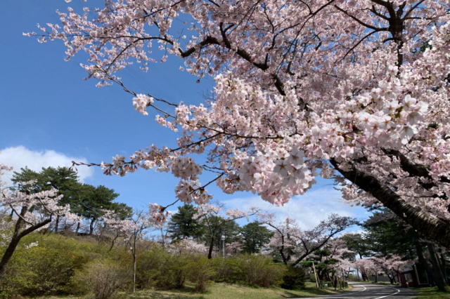 観光情報：能代公園2