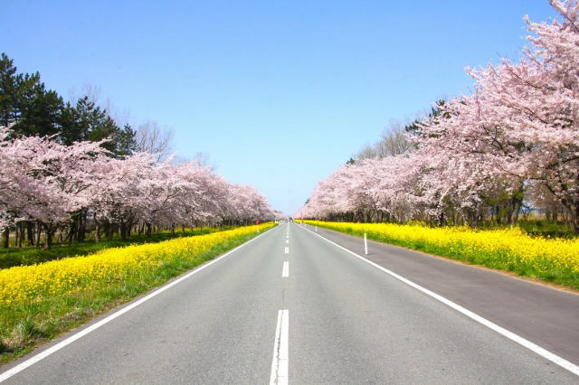 観光情報：桜・菜の花ロード1