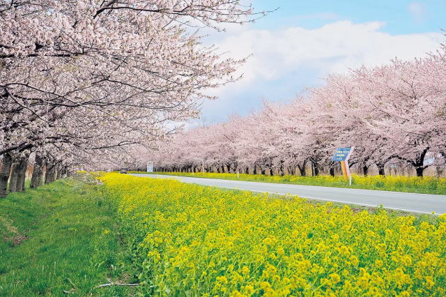 観光情報：桜・菜の花ロード2