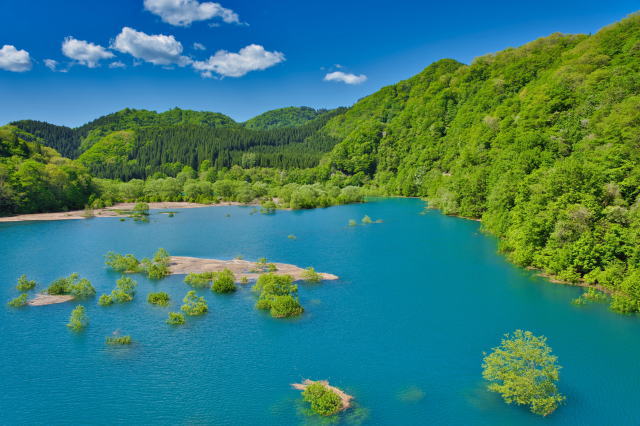 観光情報：玉川の水没林