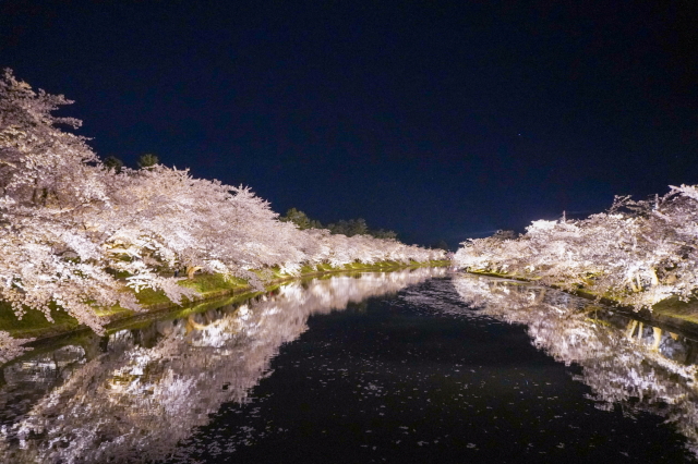 観光情報：弘前公園の桜