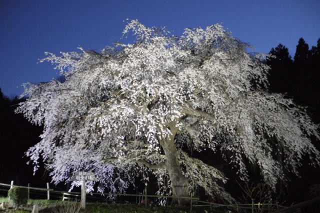 観光情報：槍沢の枝垂れ桜
