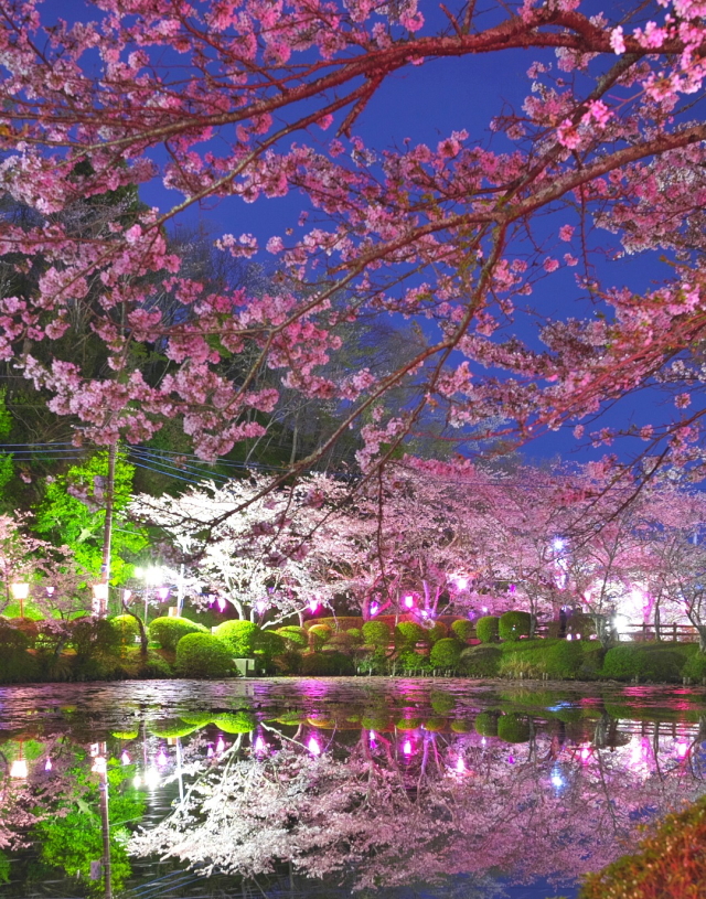 観光情報：茂原公園の桜