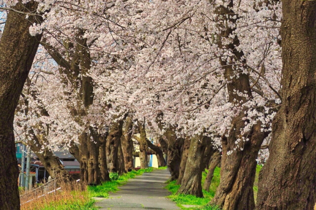 観光情報：足羽川の桜並木2