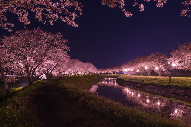 観光情報：草場川の桜