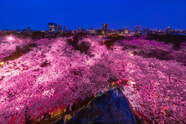 観光情報：舞鶴公園｜桜