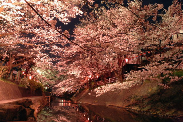 観光情報：吉田川の桜