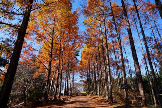 観光情報：めい想の森1