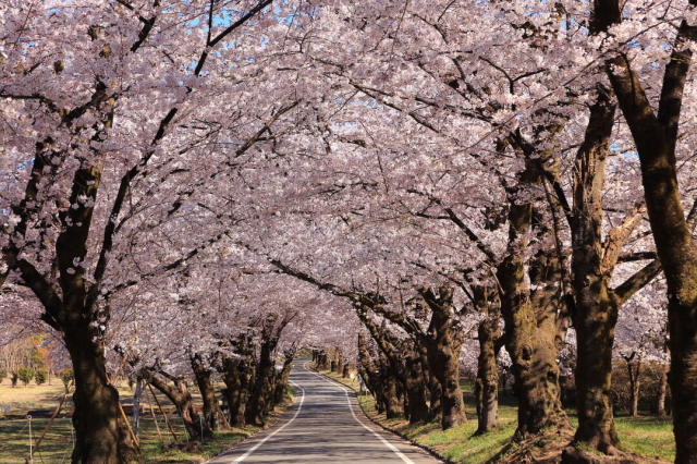 観光情報：みやぎ千本桜の森公園1