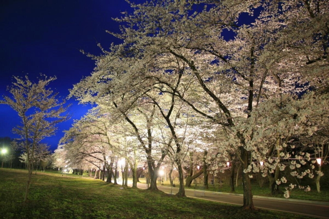 観光情報：みやぎ千本桜の森公園2