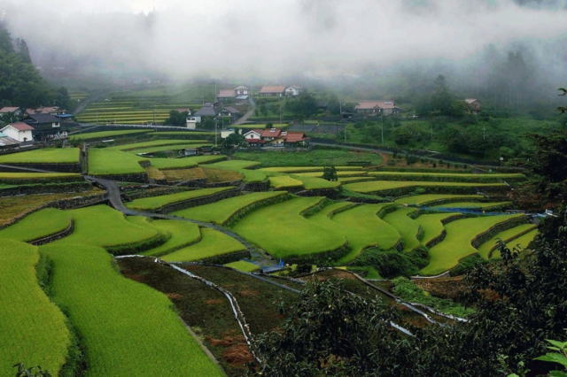 観光情報：井仁の棚田1