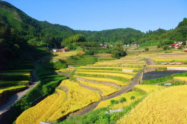 観光情報：井仁の棚田2