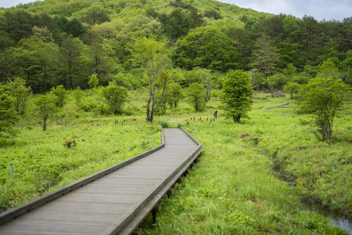 観光情報：八幡湿原