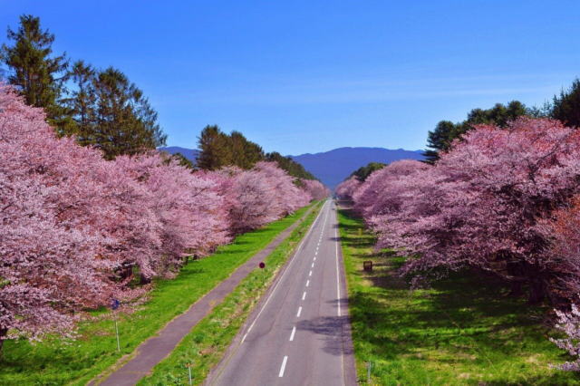 観光情報：静内二十間道路桜並木