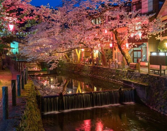 観光情報：城崎温泉の桜