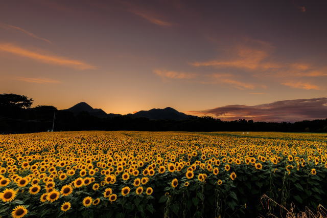 観光情報：煙山ひまわりパーク1