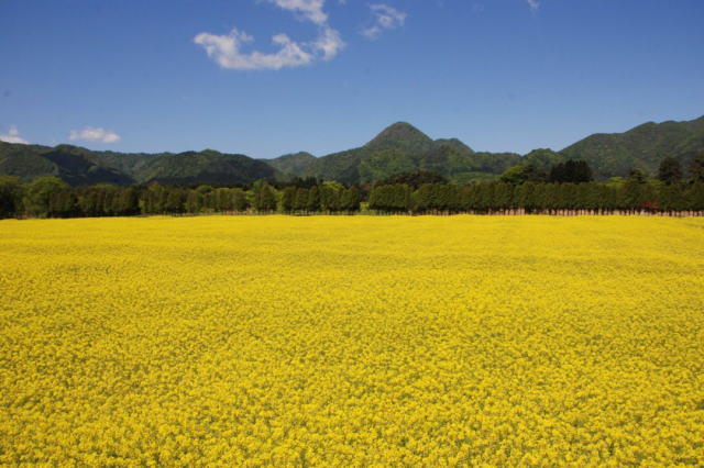 観光情報：煙山ひまわりパーク2