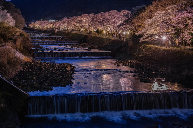 観光情報：宮城野早川堤の桜1
