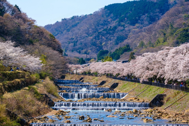 観光情報：宮城野早川堤の桜2