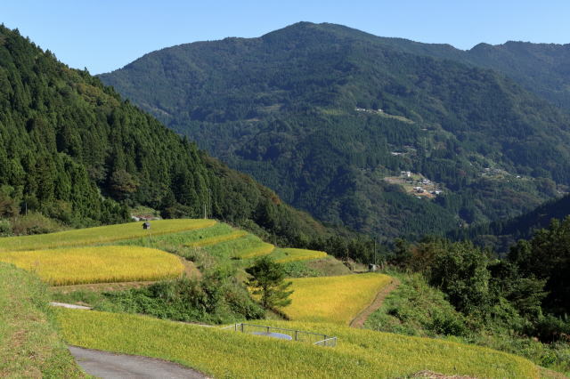 観光情報：八畝の棚田2