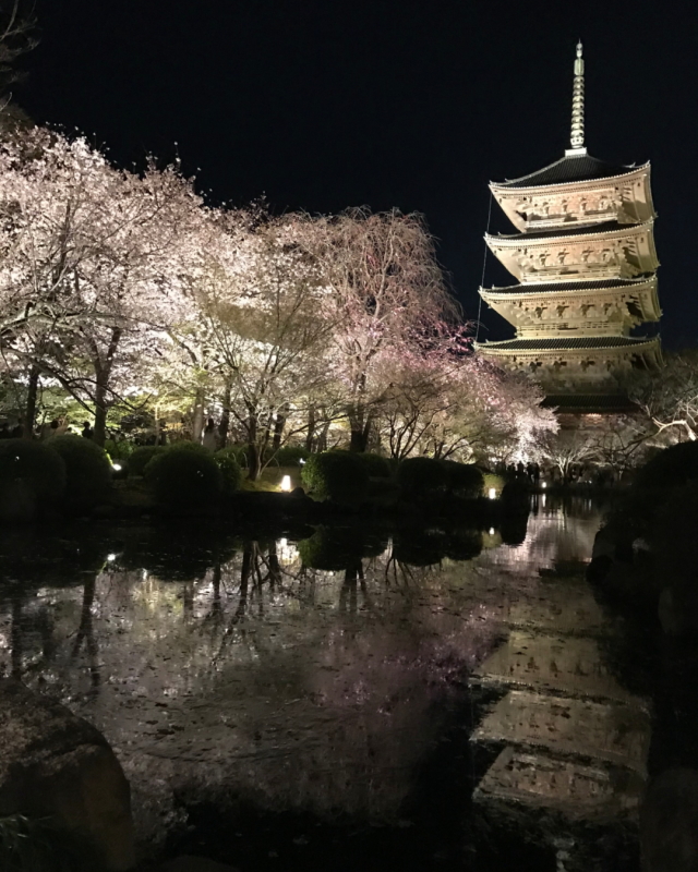観光情報：東寺の桜