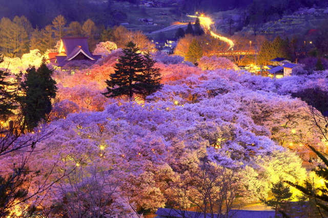 観光情報：高遠城址公園の桜