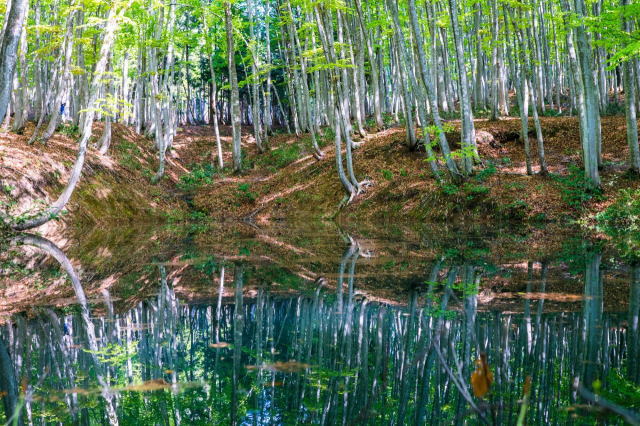 観光情報：美人林1