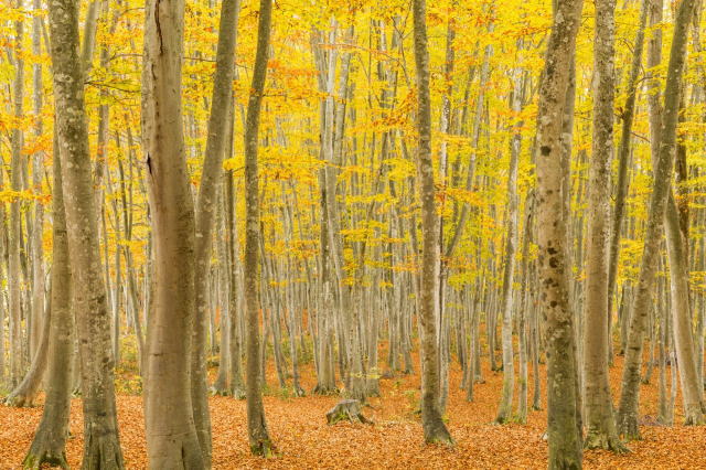 観光情報：美人林2