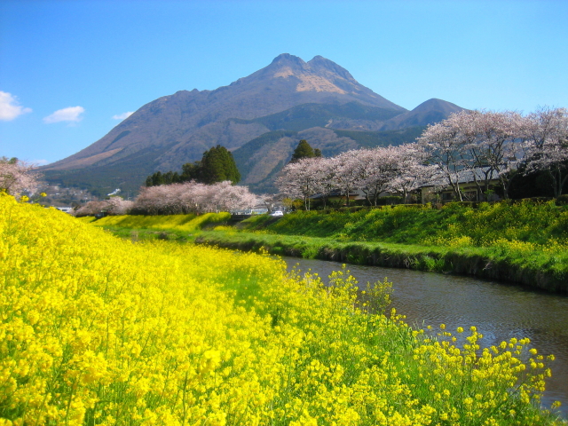 観光情報：大分川の桜・菜の花