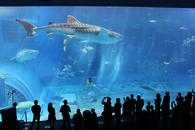 観光情報：沖縄美ら海水族館