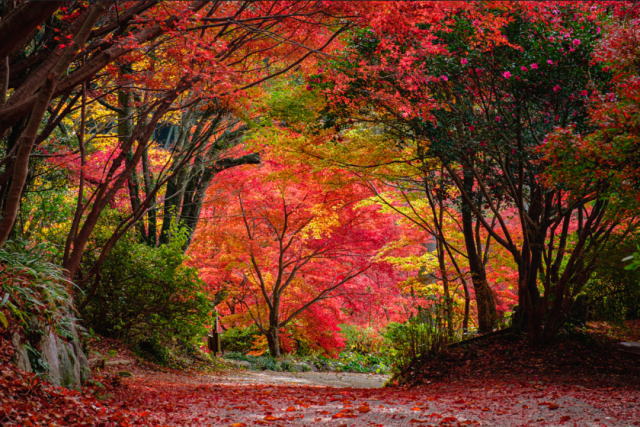 観光情報：環境芸術の森2