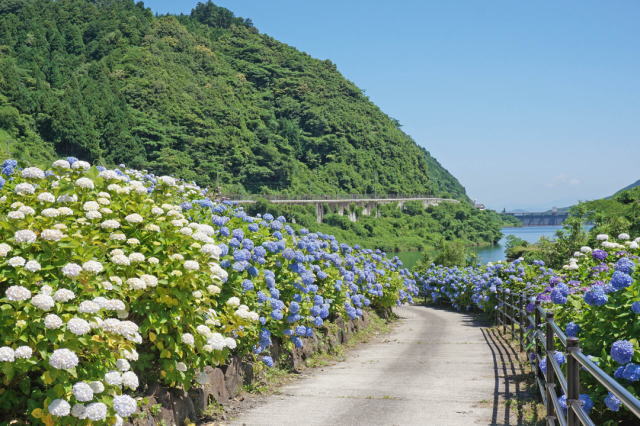 観光情報：中木庭ダムのあじさい2