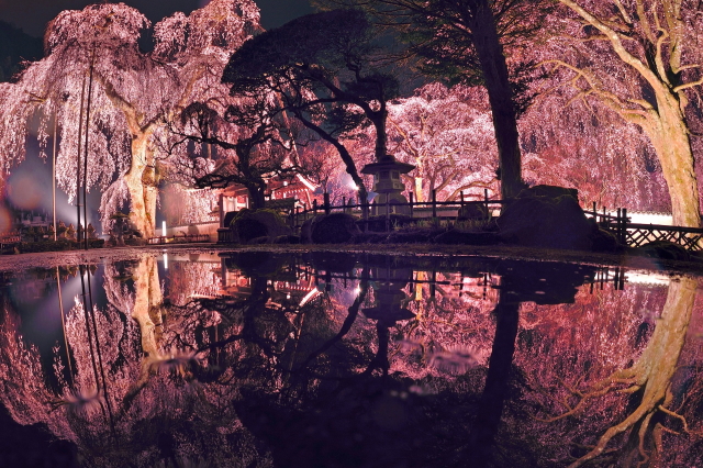 観光情報：清雲寺の桜