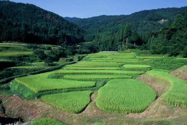 観光情報：畑の棚田3