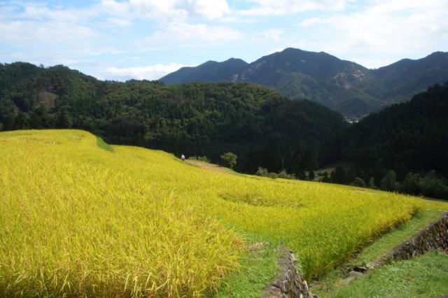 観光情報：畑の棚田4