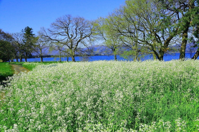 観光情報：桂浜園地のハマダイコン群生地