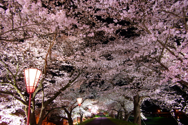 観光情報：斐伊川堤防の桜