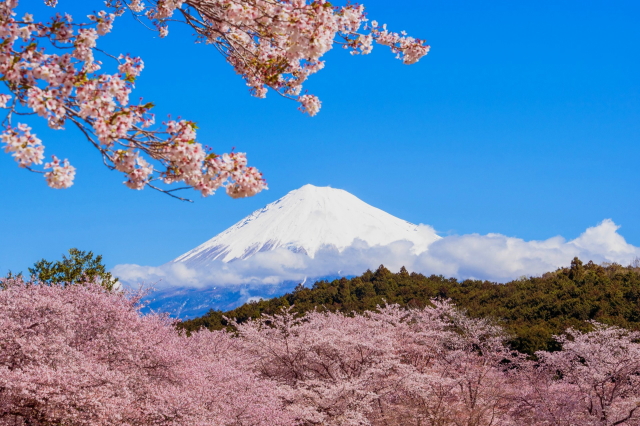 観光情報：岩本山公園の桜