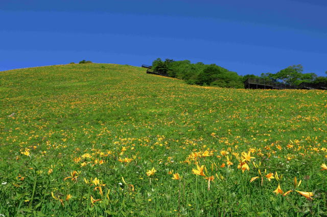 観光情報：霧降高原1