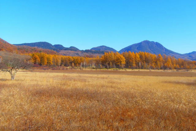 観光情報：戦場ヶ原3