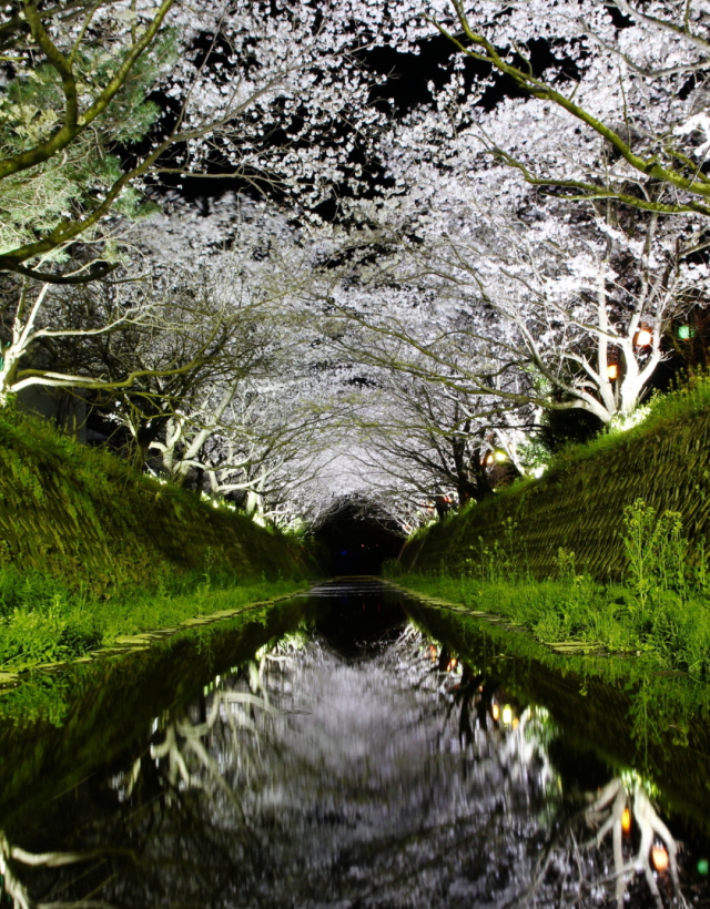 観光情報：生名川の桜