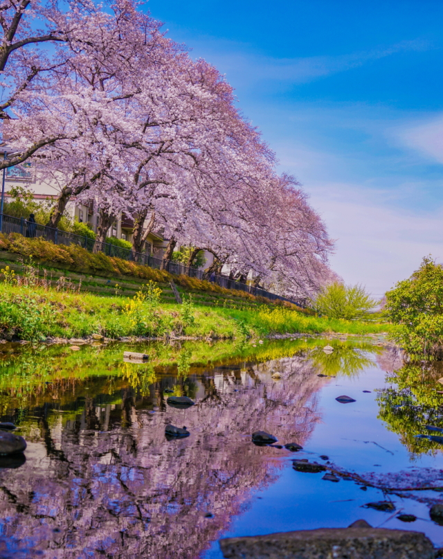 観光情報：野川の桜